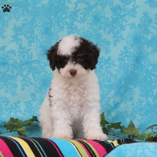 Milton, Toy Poodle Puppy